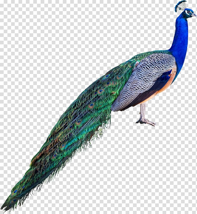 Asiatic peafowl , feather transparent background PNG clipart