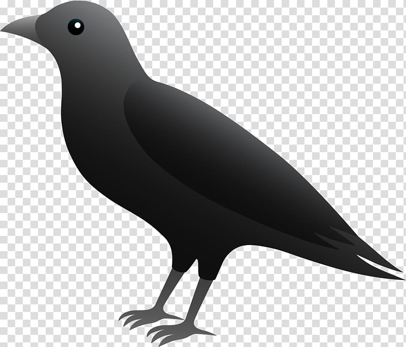 Common raven Rook Carrion crow , Crow Bird transparent background PNG clipart