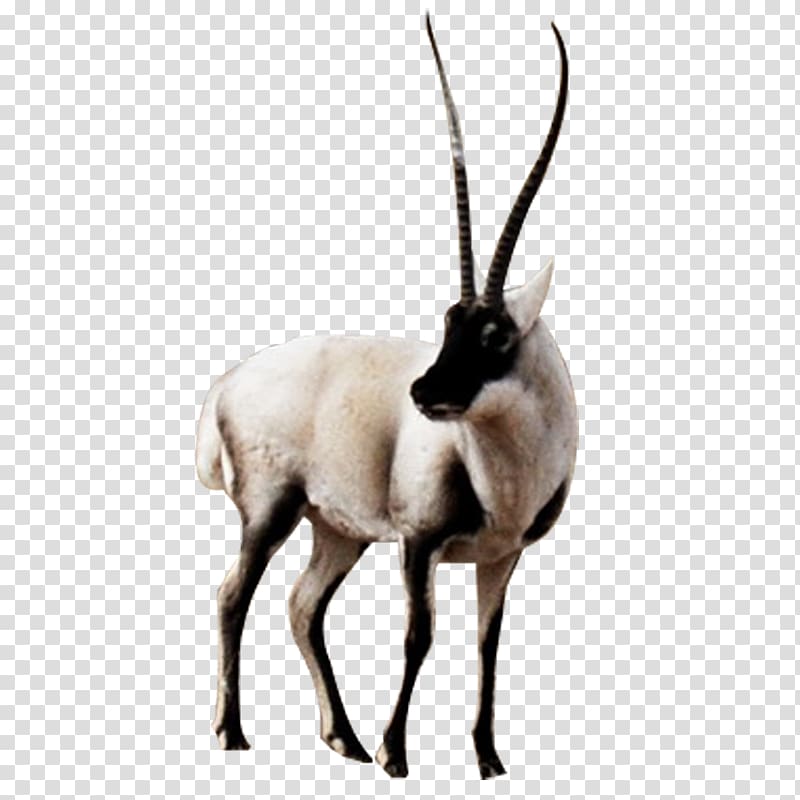 Tibetan antelope Animal sauvage, Antelope horned sheep animal material transparent background PNG clipart