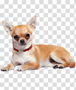 adult fawn chihuahua, Chihuahua Lying Down transparent background PNG clipart