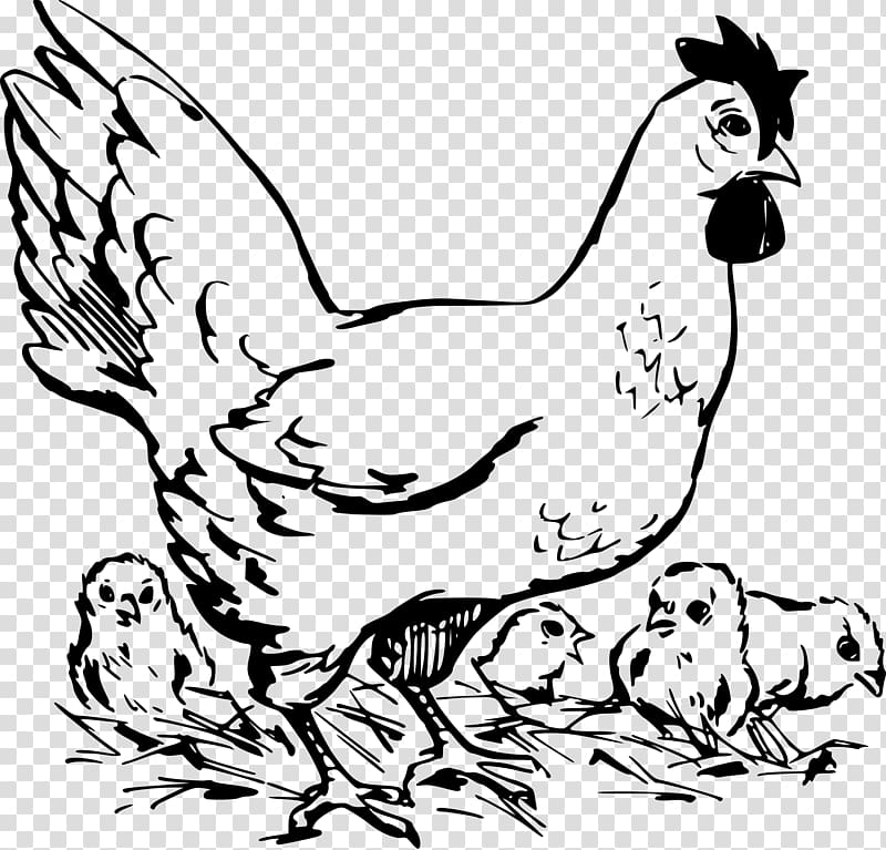 Dorking chicken Rooster Chicken as food Poultry , Chicken sketch transparent background PNG clipart