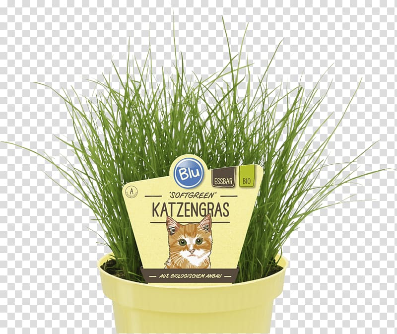 Organic food Salvia elegans Wheatgrass Herb Embryophyta, Mint transparent background PNG clipart