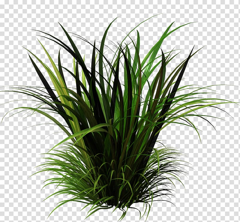 Sweet Grass Herbaceous plant Lawn Vetiver, Ce transparent background PNG clipart