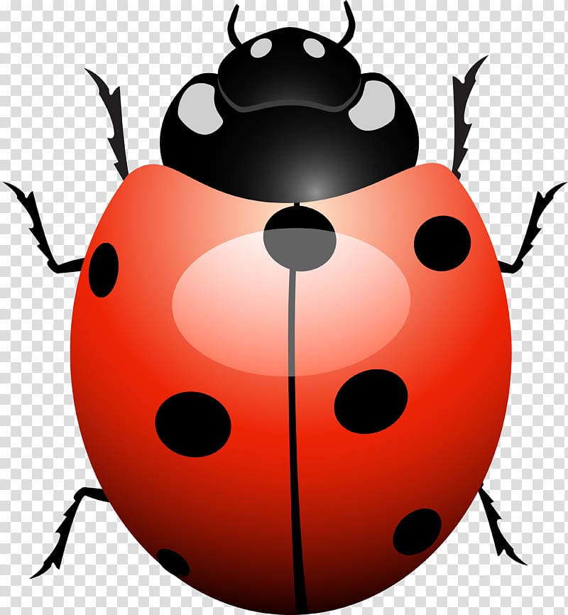 ladybug PNG image transparent image download, size: 3118x2692px