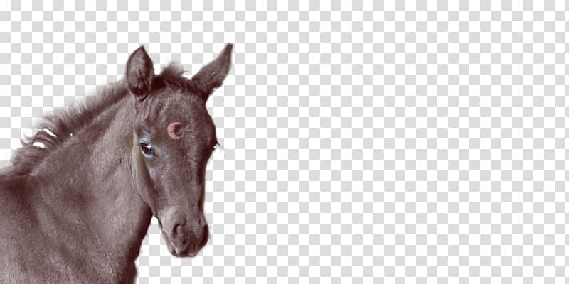 Foal Colt Mare Stallion Halter, creative wolf avatar transparent background PNG clipart
