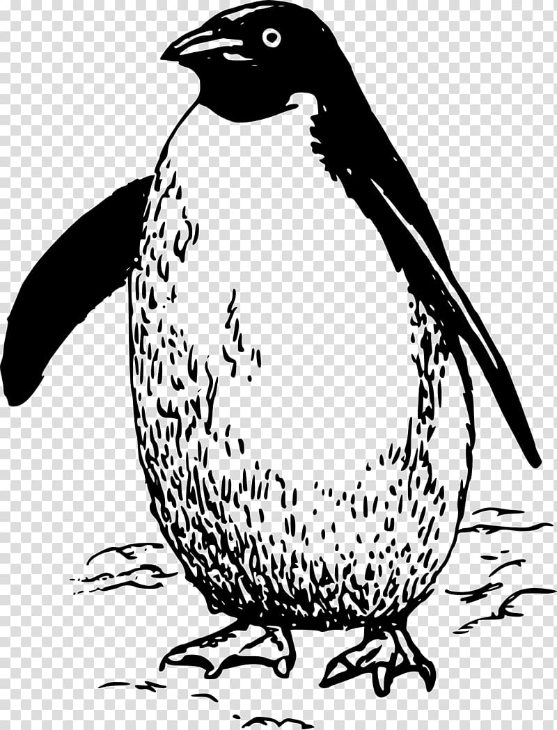 Penguin Bird , Penguin transparent background PNG clipart