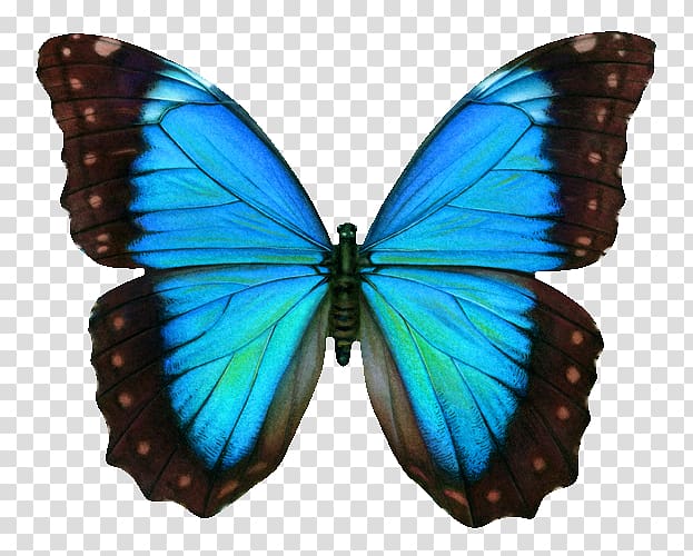 Swallowtail butterfly , blue butterfly transparent background PNG clipart