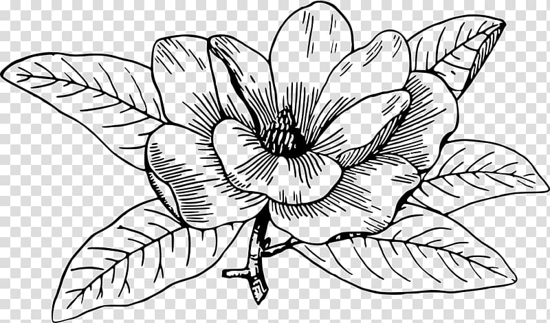 Southern magnolia Chinese magnolia Magnolia campbellii Flowering dogwood Drawing, magnolia transparent background PNG clipart