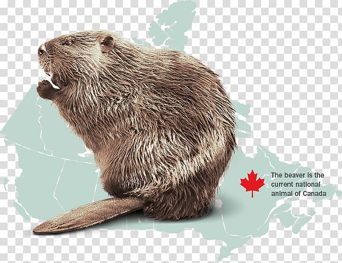 Canada Otter North American beaver Rodent Animal, beaver transparent background PNG clipart