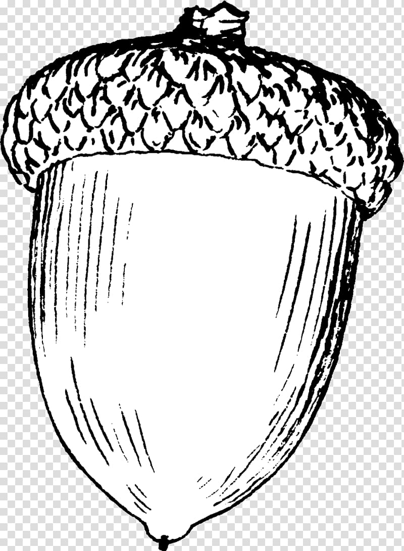 Drawing Acorn Line art , acorn squash transparent background PNG clipart