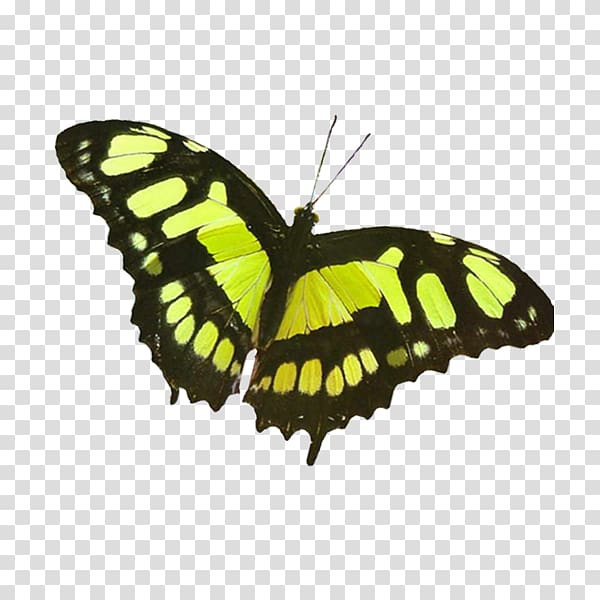 Monarch butterfly Pieridae Scape Brush-footed butterflies, mariposas transparent background PNG clipart