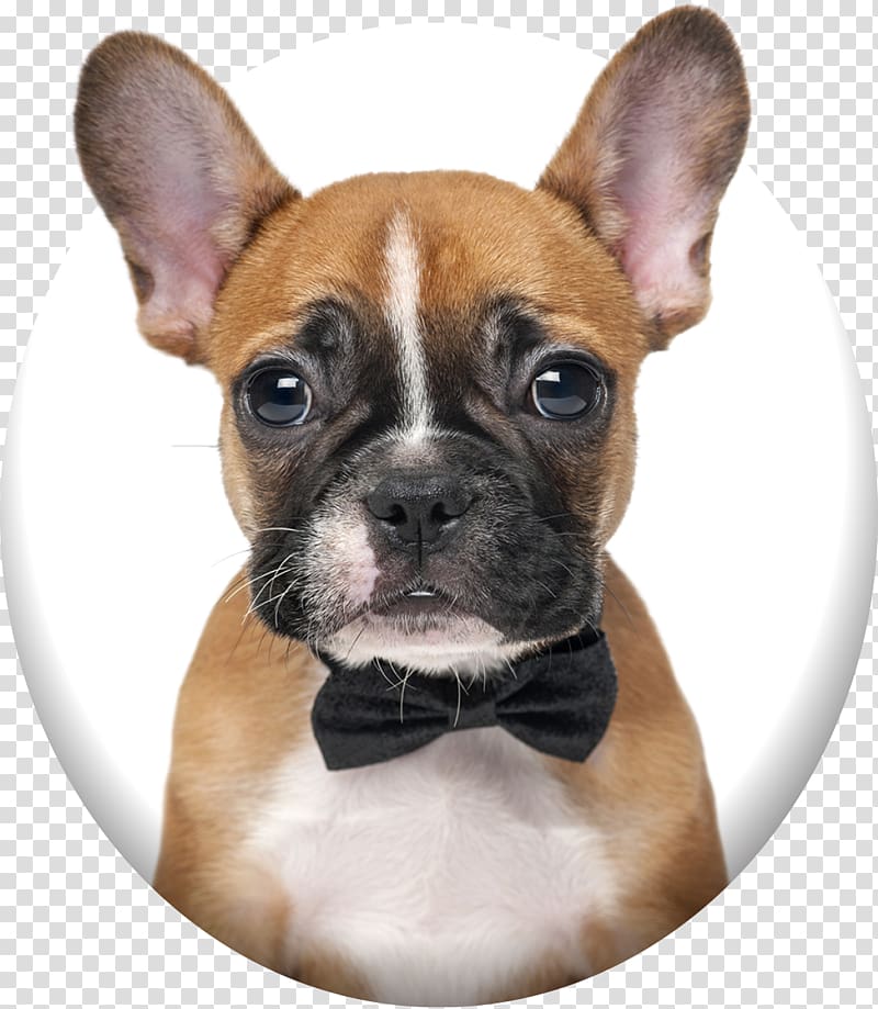 French Bulldog Puppy Boxer Pit bull, puppy transparent background PNG clipart