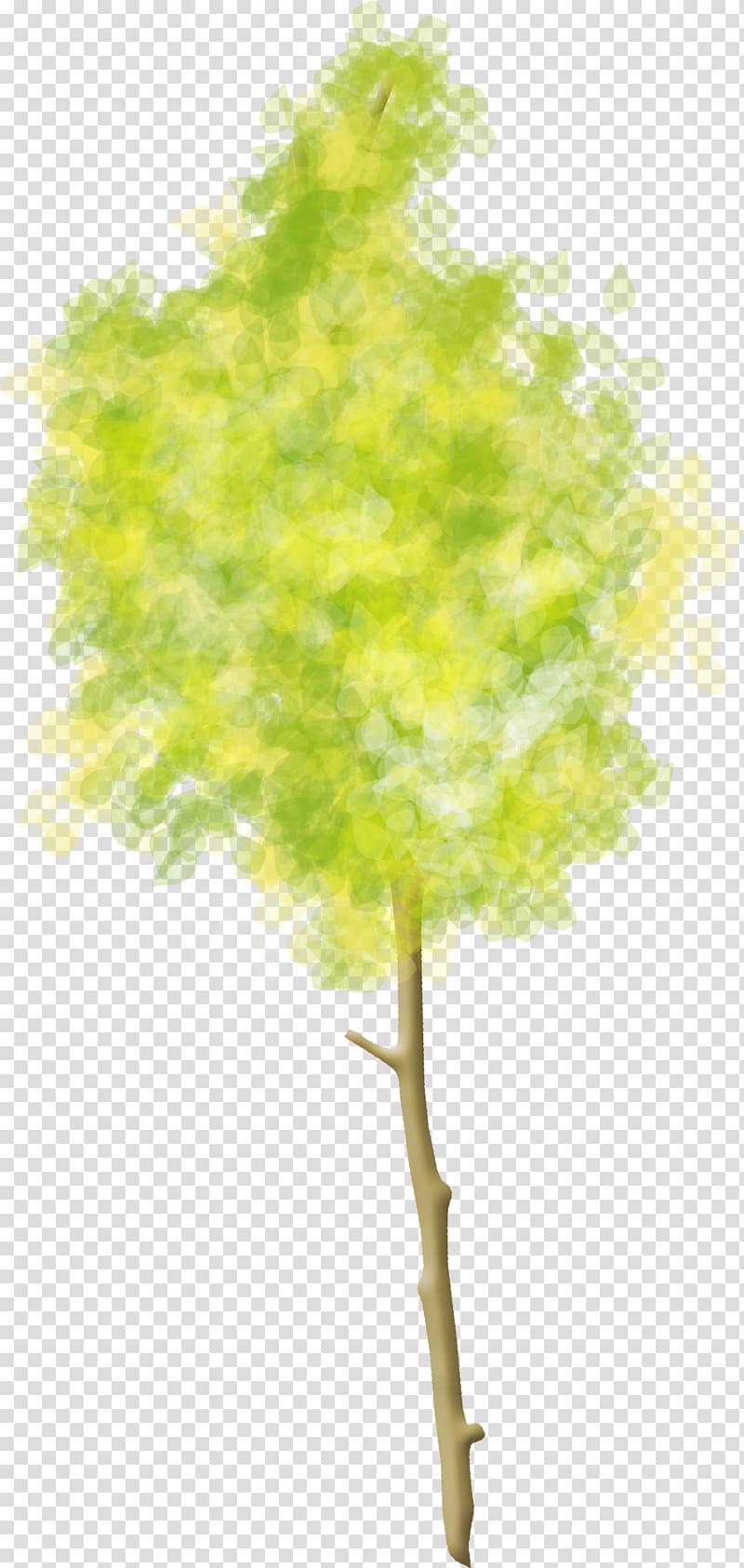 Tree Woody plant , trees transparent background PNG clipart