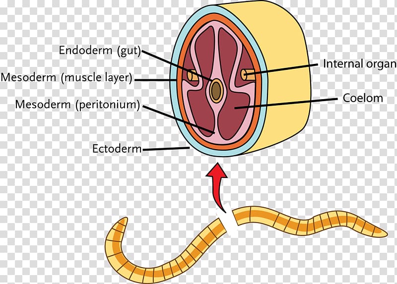 Coelom Hydrostatic skeleton Jellyfish Invertebrate Annelid, Skeleton transparent background PNG clipart
