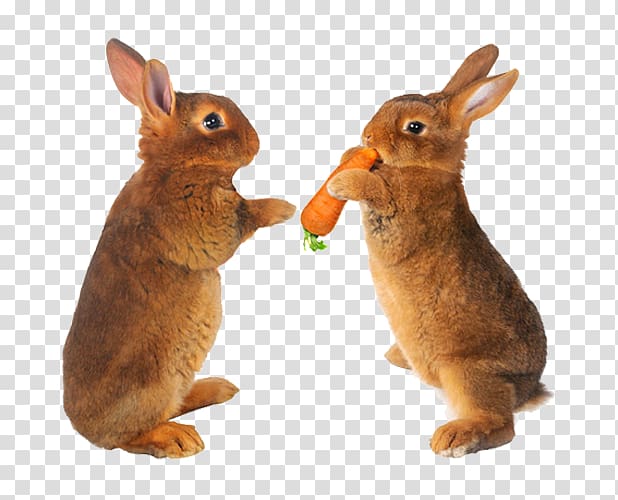 Easter Bunny Hare Carrot Pet, Two rabbits transparent background PNG clipart