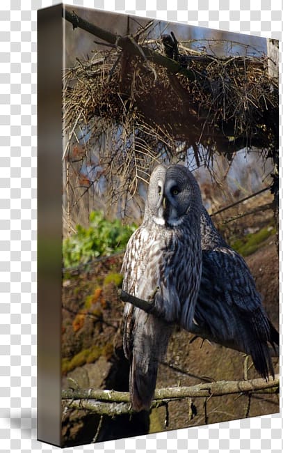 Owl Fauna Hawk Beak Feather, Great Grey Owl transparent background PNG clipart