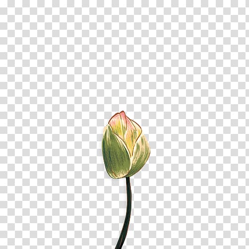 Tulip Cut flowers Bud Plant stem Yellow, Hand-painted lotus transparent background PNG clipart