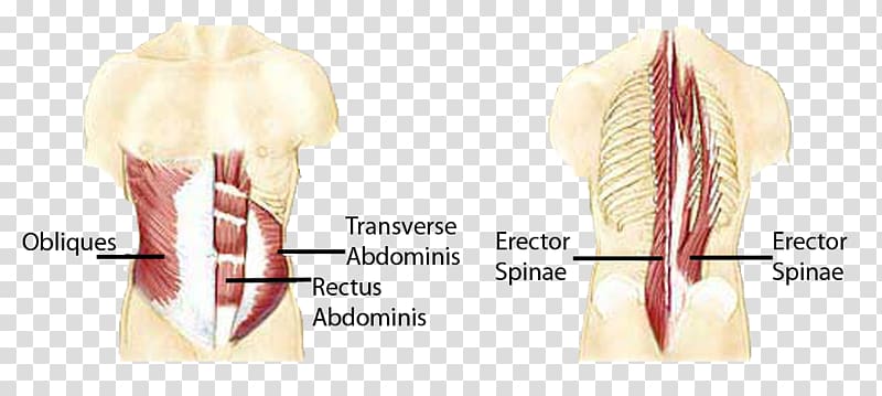 Rectus abdominis muscle Human leg Core Knee, erector spinae transparent background PNG clipart