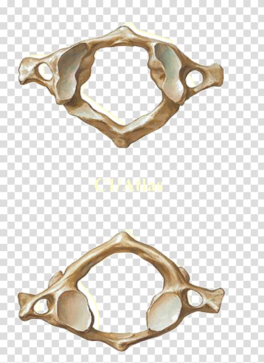 Atlas Axis Vertebral column Cervical vertebrae, Occipital Vein transparent background PNG clipart