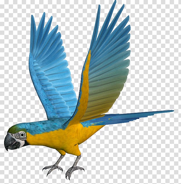 Macaw Parrot Parakeet Feather Beak, parrot transparent background PNG clipart