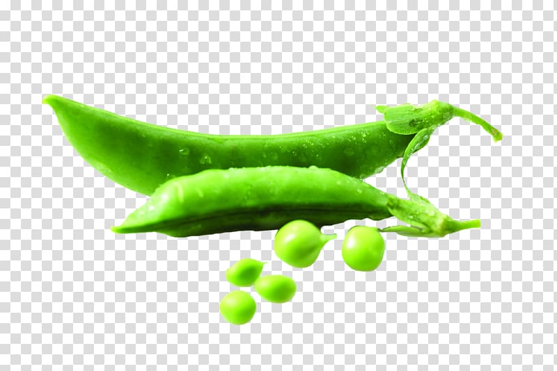 Pea Bean Vegetable Food Legume, pea transparent background PNG clipart