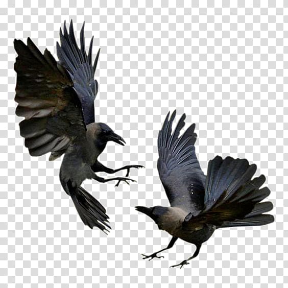 crow transparent background PNG clipart