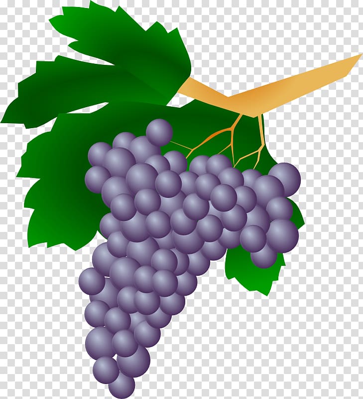 Common Grape Vine Wine Raisin , Grapes transparent background PNG clipart