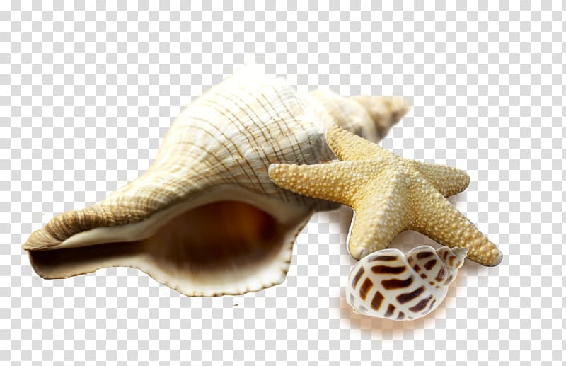 two white sea shells and starfish, Seafood Seashell Sea snail Conch, conch transparent background PNG clipart