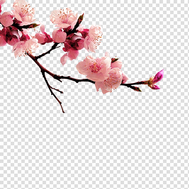 China , Plum flower transparent background PNG clipart