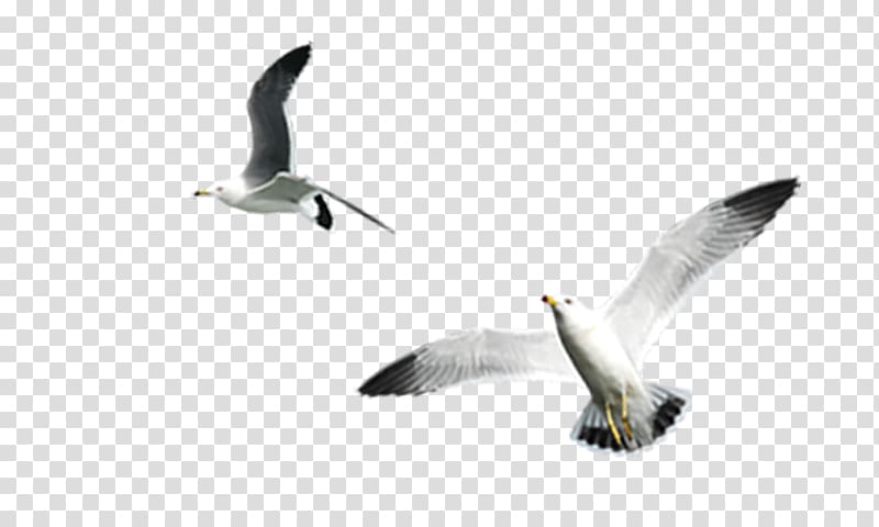 Gulls Bird , White Gull transparent background PNG clipart