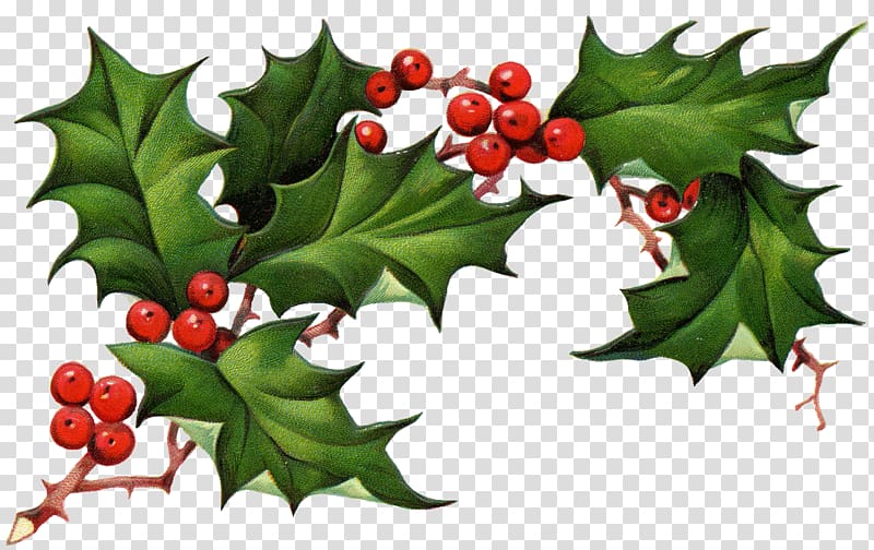Common holly Christmas tree , Corner Holly transparent background PNG clipart