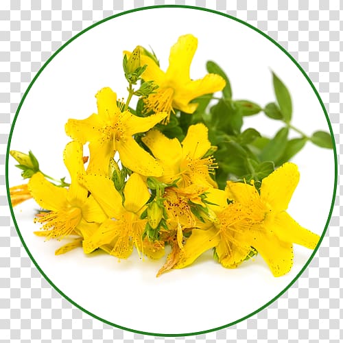 Perforate St John's-wort Herb Extract Dietary supplement , others transparent background PNG clipart