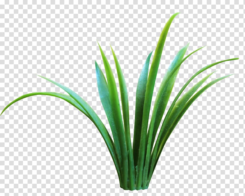 Ornamental grass Plant Vetiver Purple Fountain Grass , plant transparent background PNG clipart