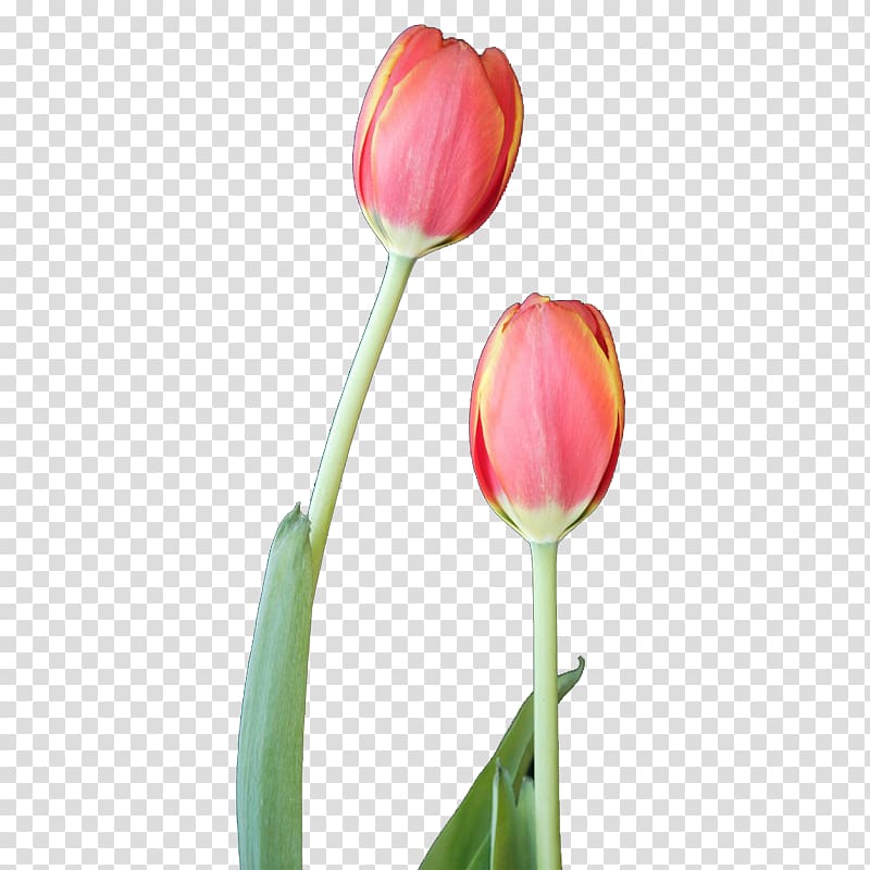 Tulip Flower Designer, Tulips Free buckle transparent background PNG clipart