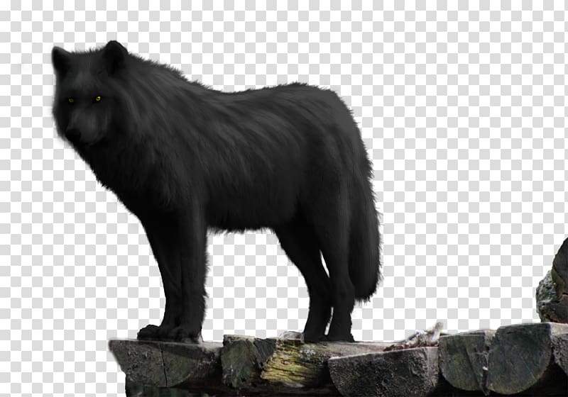 Dog Cat Wolf Walking Black wolf Canidae, Dog transparent background PNG clipart