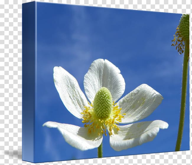 Sea anemone Wildflower Sky plc, anemone transparent background PNG clipart
