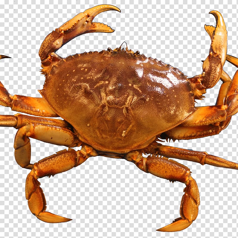 brown crab illustration, Crab transparent background PNG clipart