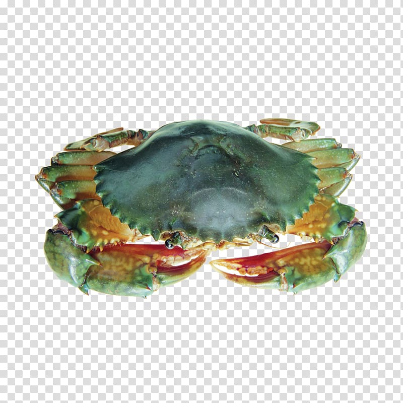Dungeness crab Seafood Soft-shell crab King crab, Crab HD transparent background PNG clipart