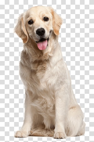 timer clipart png of a dog