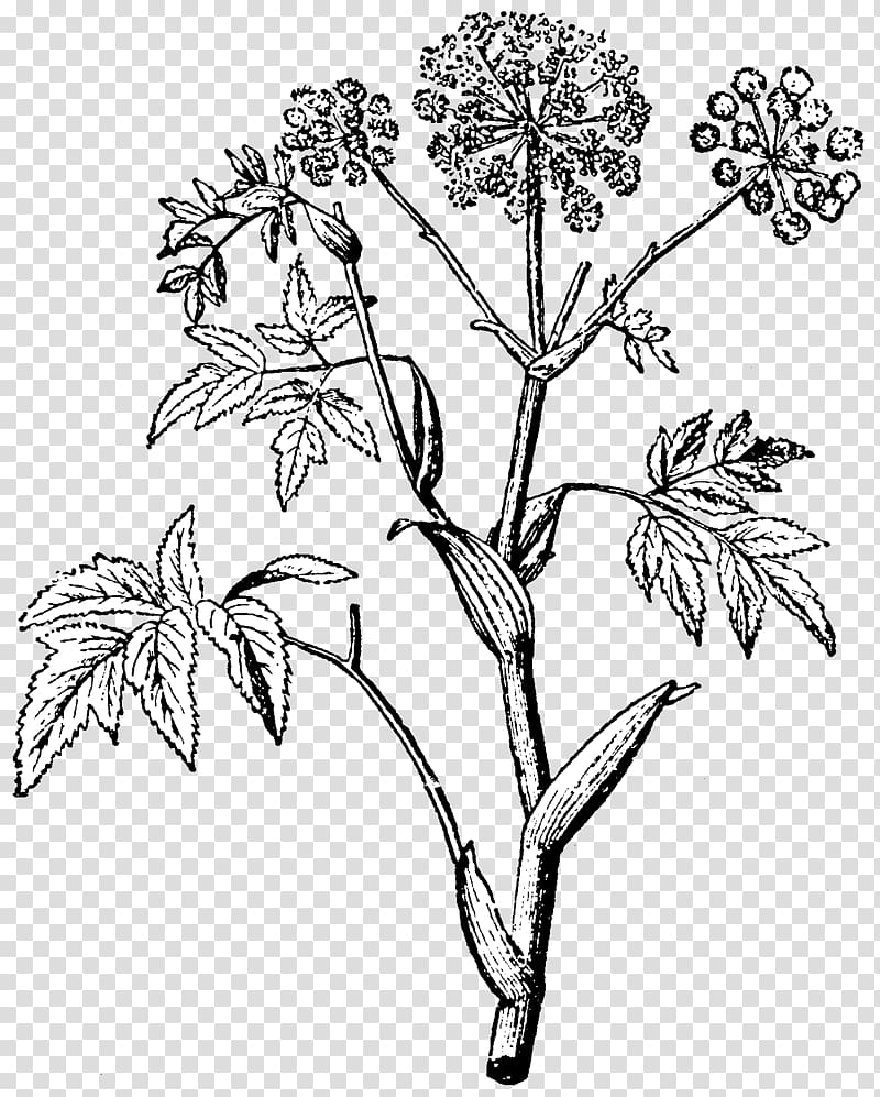 Angelica archangelica Nordisk familjebok Plant stem Leaf, angelica transparent background PNG clipart