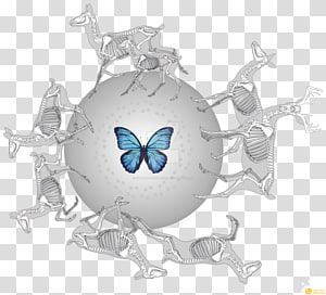 Butterfly, butterfly transparent background PNG clipart thumbnail