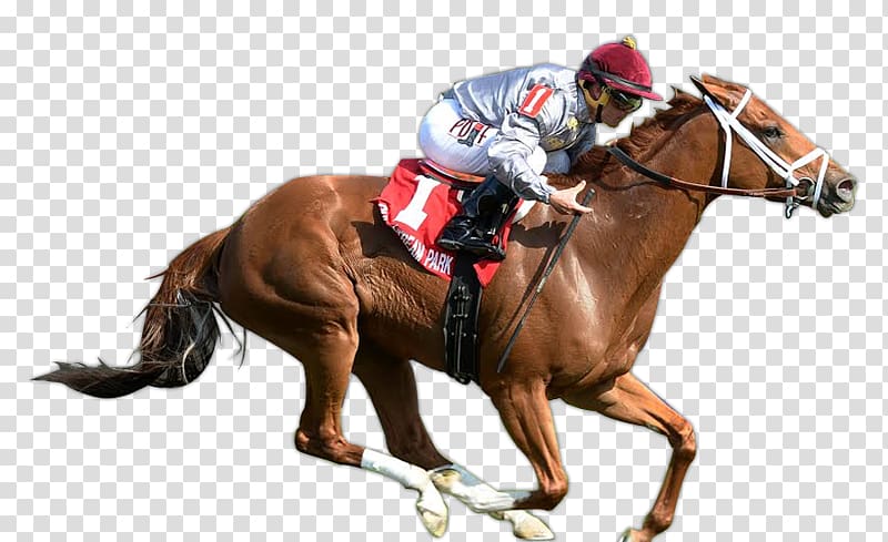Horse racing Thoroughbred Stallion Jockey Rein, Belmont Stakes transparent background PNG clipart