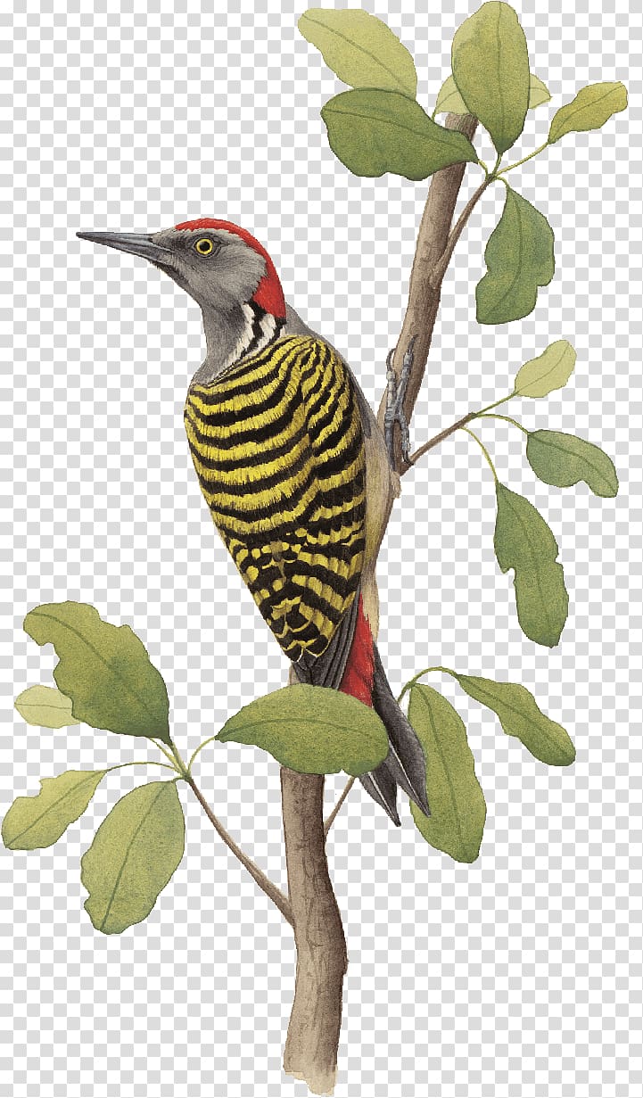 Bird Hispaniola Woodpecker Endemism Alas Colores, Bird transparent background PNG clipart