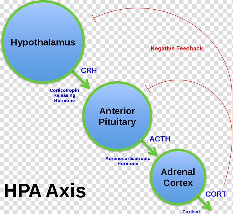 Corticotropin-releasing hormone Adrenocorticotropic hormone Releasing and inhibiting hormones Cortisol Hypothalamic–pituitary–adrenal axis, gut brain axis transparent background PNG clipart