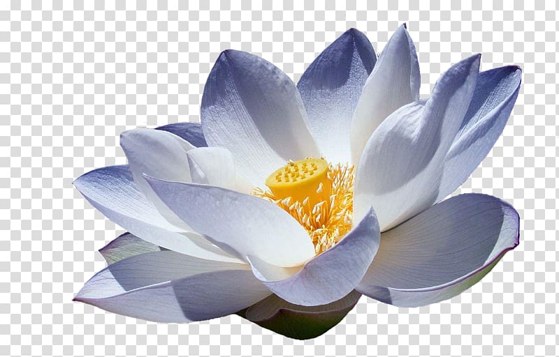 Nelumbo nucifera Lotus DW Terapias Manuais Symbol Meaning, lotus flower transparent background PNG clipart