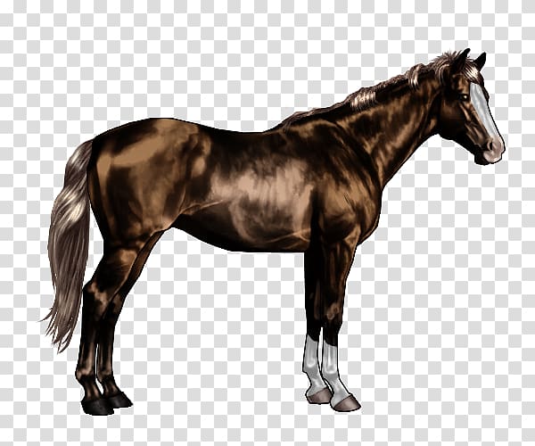 Thoroughbred American Quarter Horse Canadian horse Appaloosa Friesian horse, Fjord Horse transparent background PNG clipart
