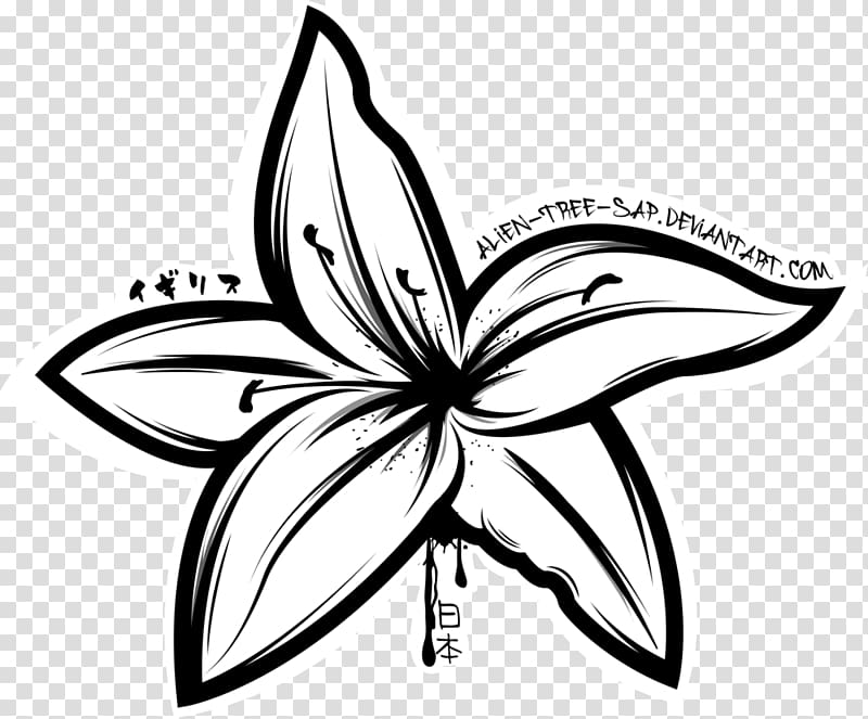 Drawing Lilium \'Stargazer\' Tiger lily Flower, water lilies transparent background PNG clipart