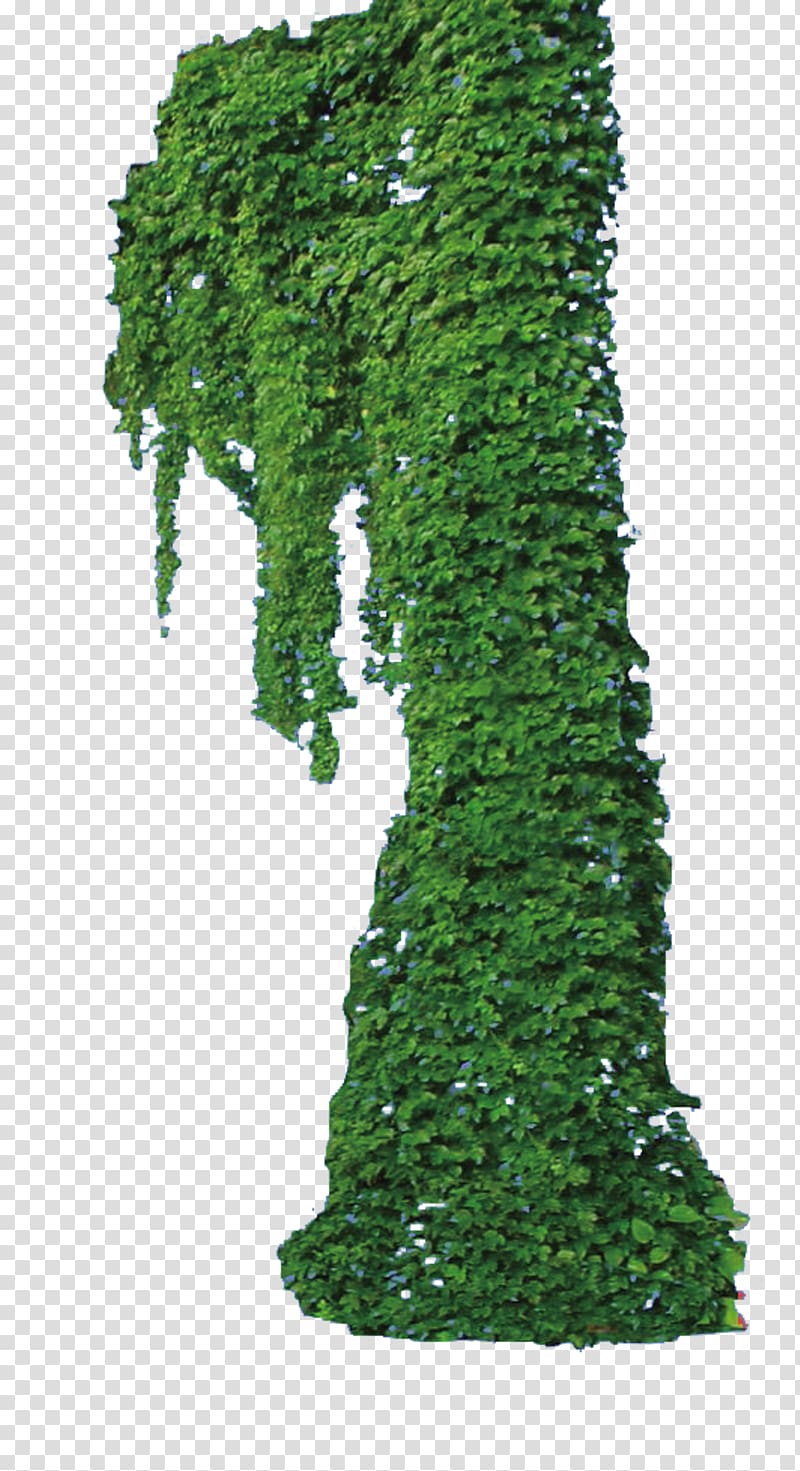 green leafed plant, Vine Plant, Ivy plant transparent background PNG clipart