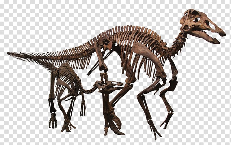 Rocky Mountain Dinosaur Resource Center Tyrannosaurus Pachycephalosaurus Edmontosaurus annectens Late Cretaceous, predator transparent background PNG clipart