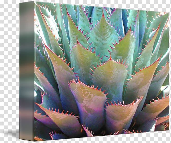 Agave azul Plant stem Aloe vera, agave transparent background PNG clipart